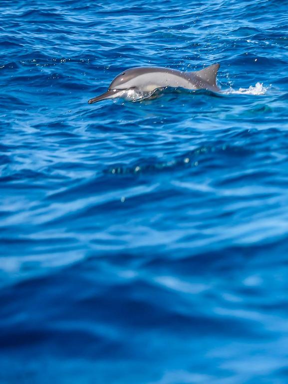 Elements Beach & Nature Resort - 19