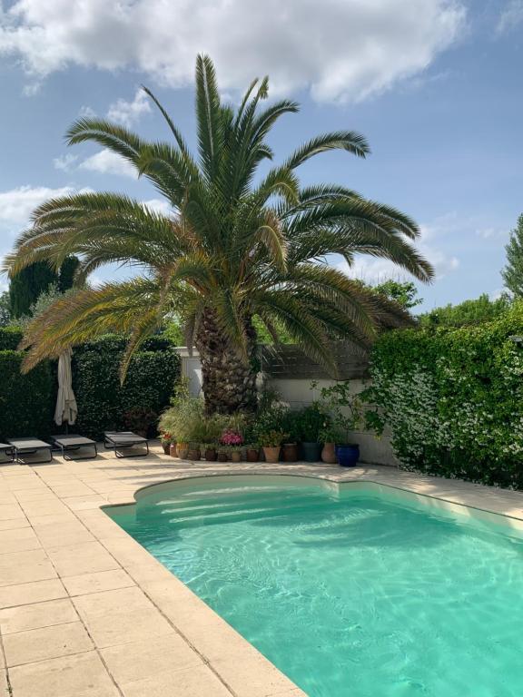 un palmier et une piscine avec un palmier dans l'établissement Chambre cosy indépendante dans jardin verdoyant., à Le Bouscat