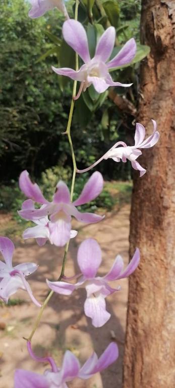 Zahrada ubytování කැලෑව Jungle Eco Resort