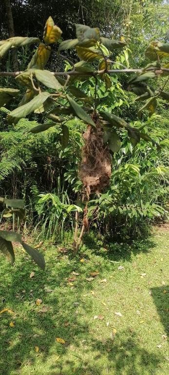 Zahrada ubytování කැලෑව Jungle Eco Resort