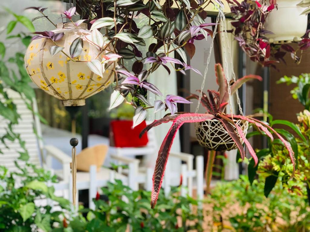 Vườn quanh Canary Bungalow