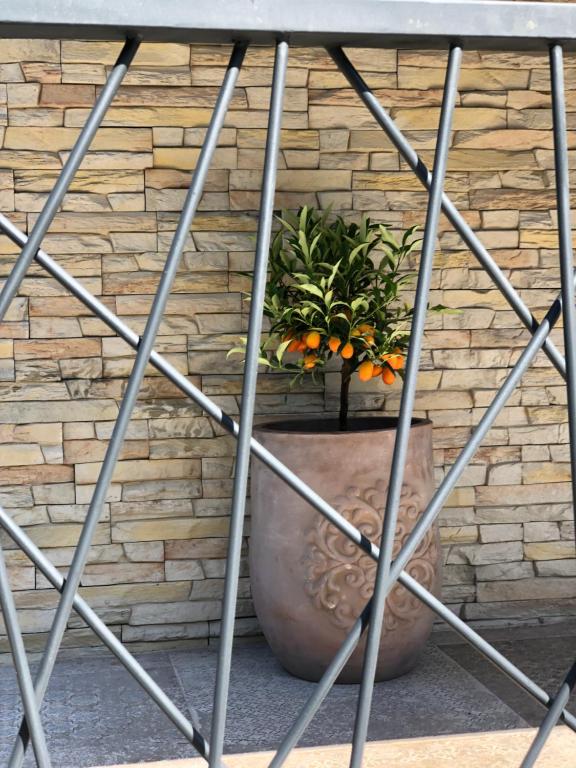 a plant in a pot next to a brick wall at Apartmani CUBE A in Medulin