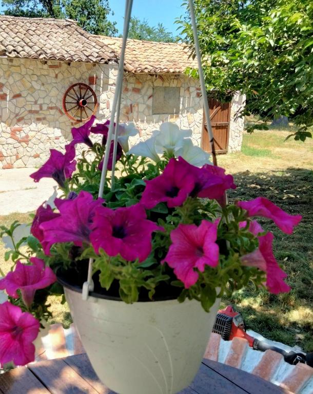 Zahrada ubytování COUNTRYSIDE SUITE