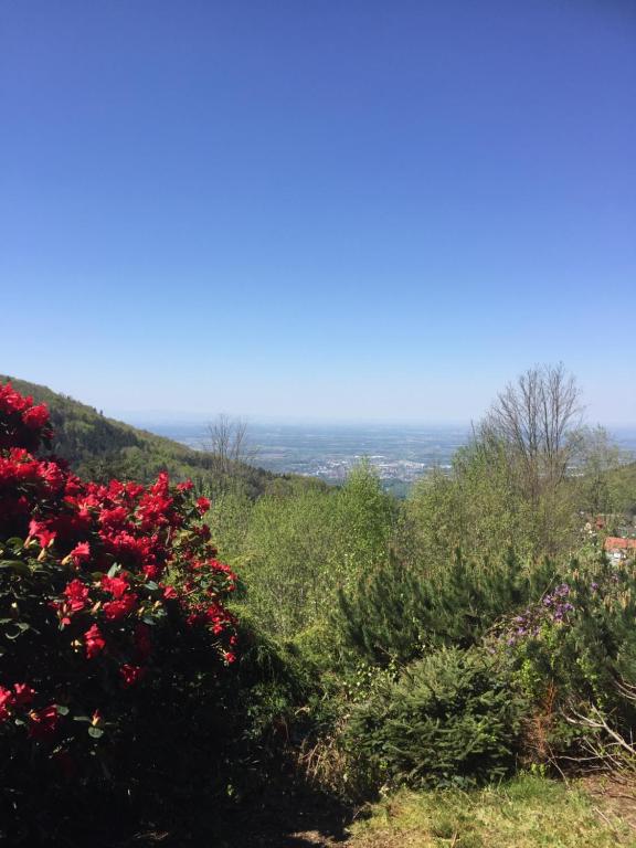 vista dalla cima di una collina con fiori di On the hill a Sasbachwalden