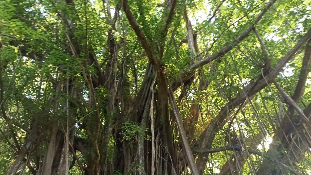 a banyan tree with its roots at Tiki House in Bora Bora