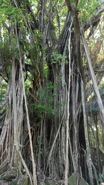 a banyan tree with roots in the jungle at Tiki House in Bora Bora