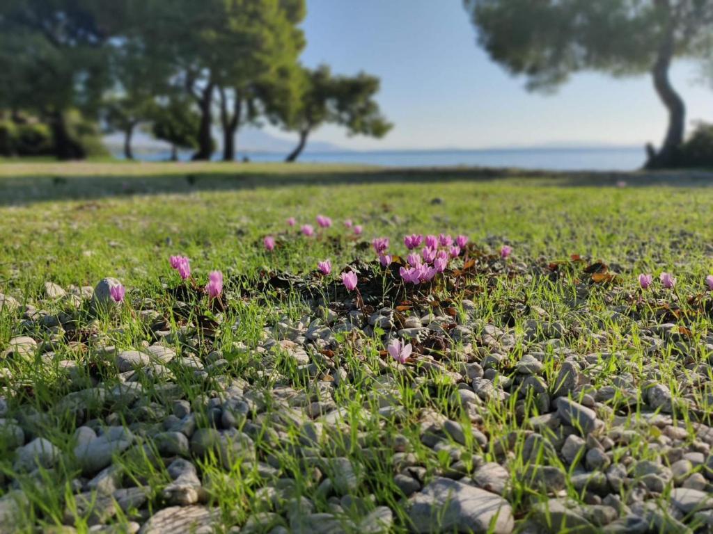 Agioi Theodoroi – Photos 1