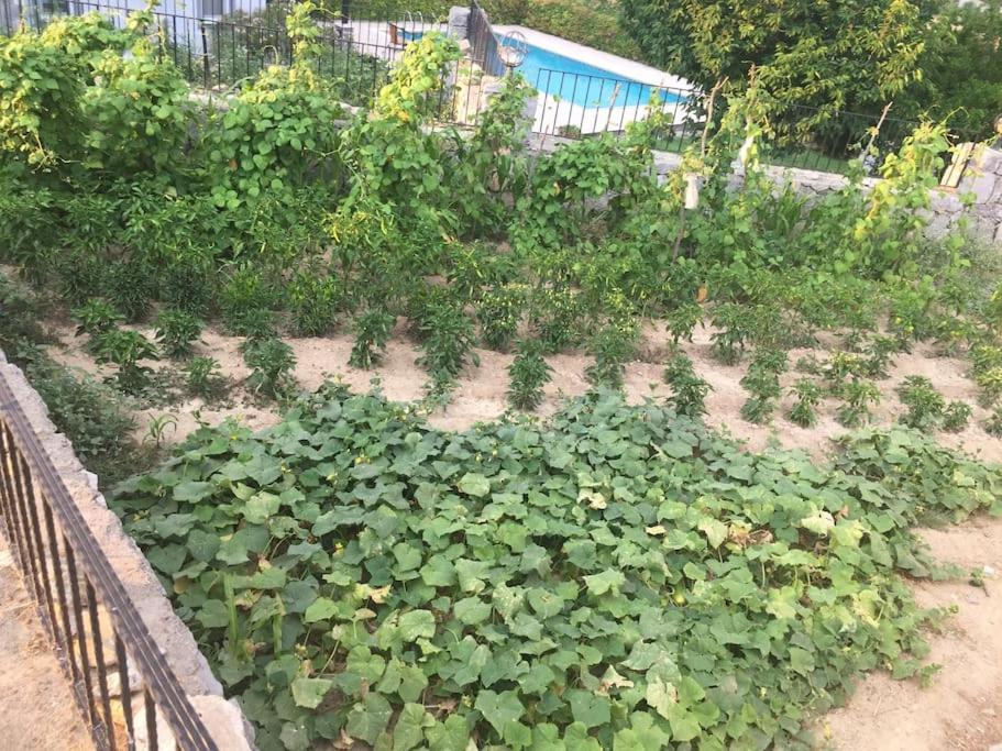 DOĞA İLE BAŞBAŞA SEZSİZ HUZURLU ÖZEL HAVUZLU VİLLA