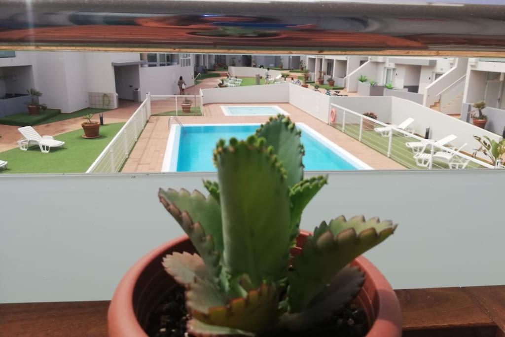 einen Kaktus in einem Topf vor einem Pool in der Unterkunft Blue Ocean Corralejo: Sunny terrace, pool, wifi in Corralejo