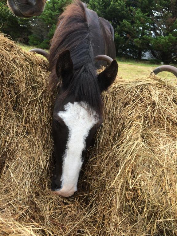 a black and white cow laying in a pile of hay at Ralf's Coastal Shack in Marlo