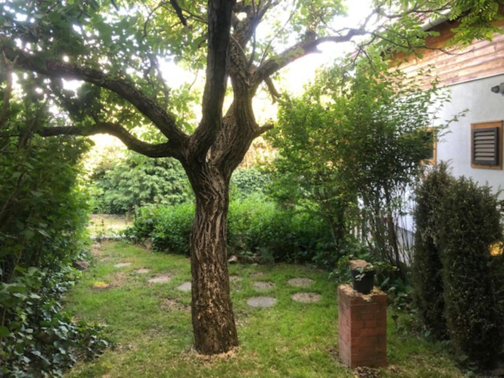 A garden outside Tulipán ház