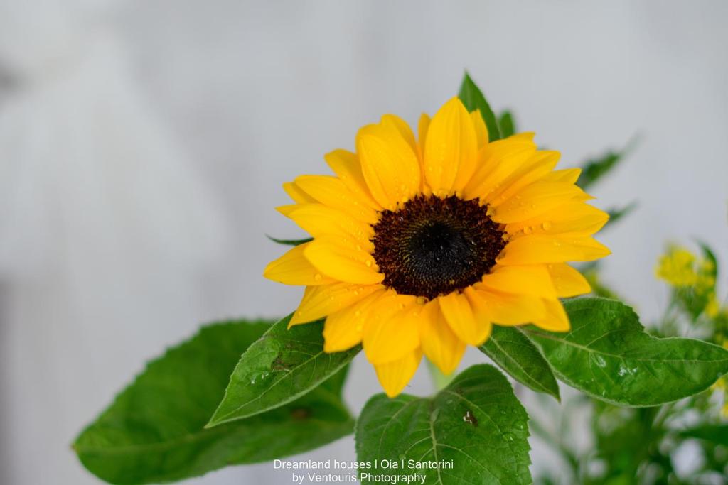 Dreamland Ηouses - 2