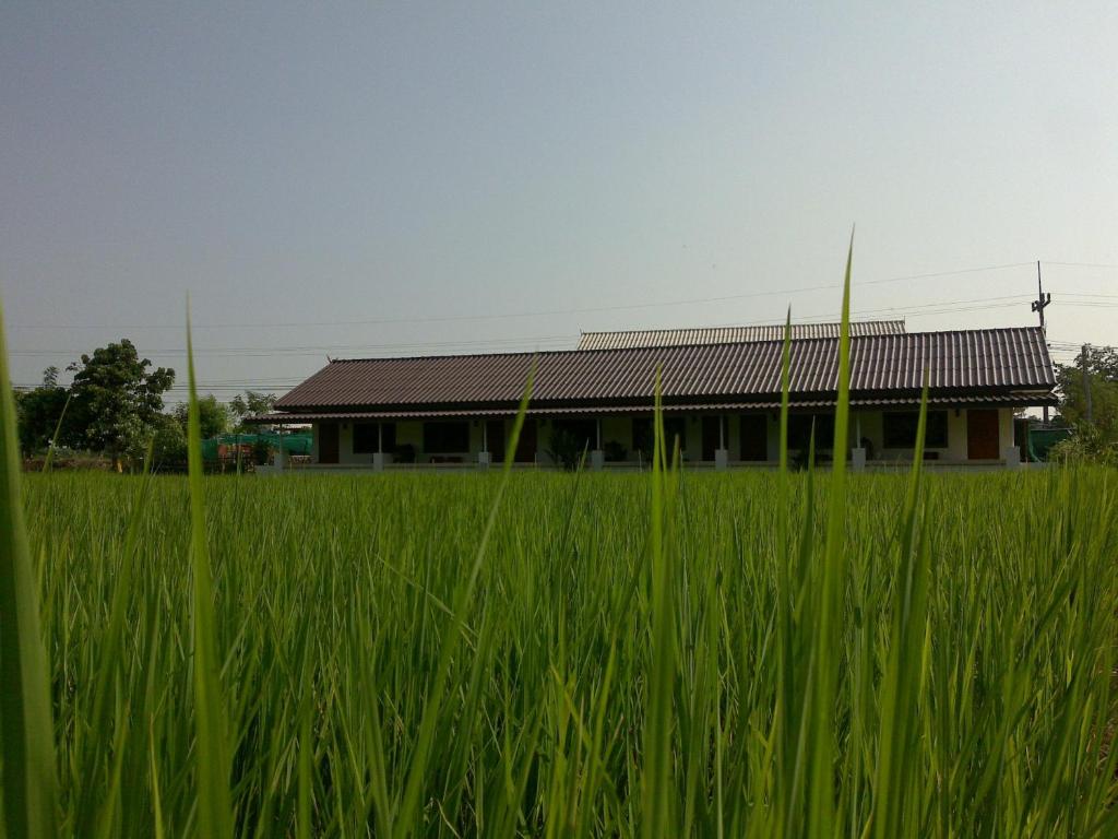 a field of tall green grass with a building in the background at Ban Lom Jen Homestay in Chiang Rai