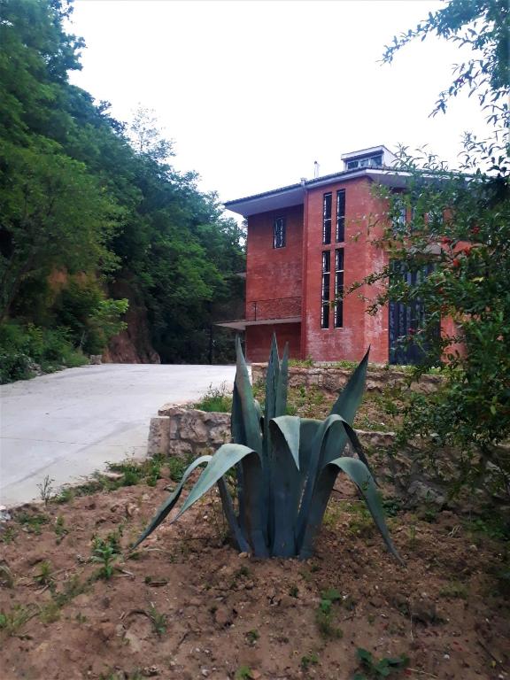 Zahrada ubytování Mango's Guesthouse