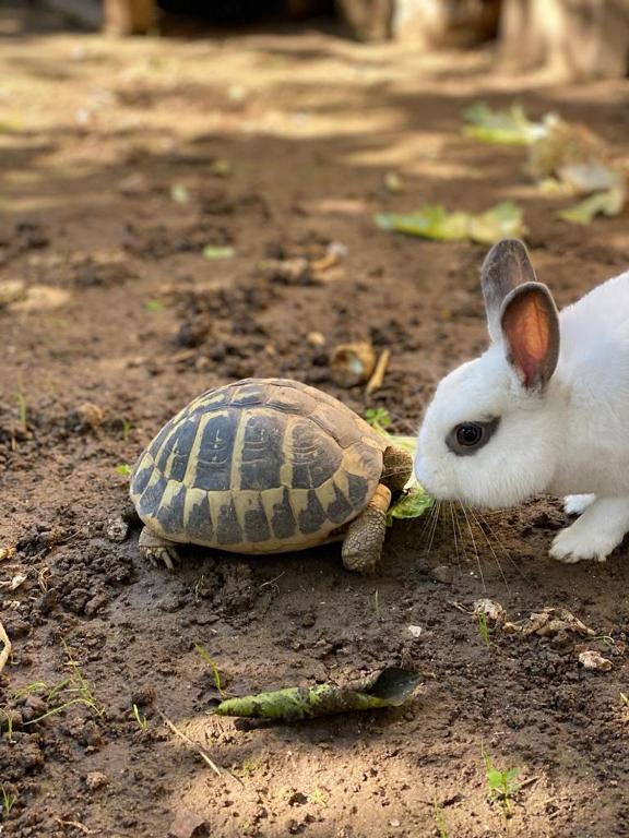 Derechos de imagen reservados por Booking.com