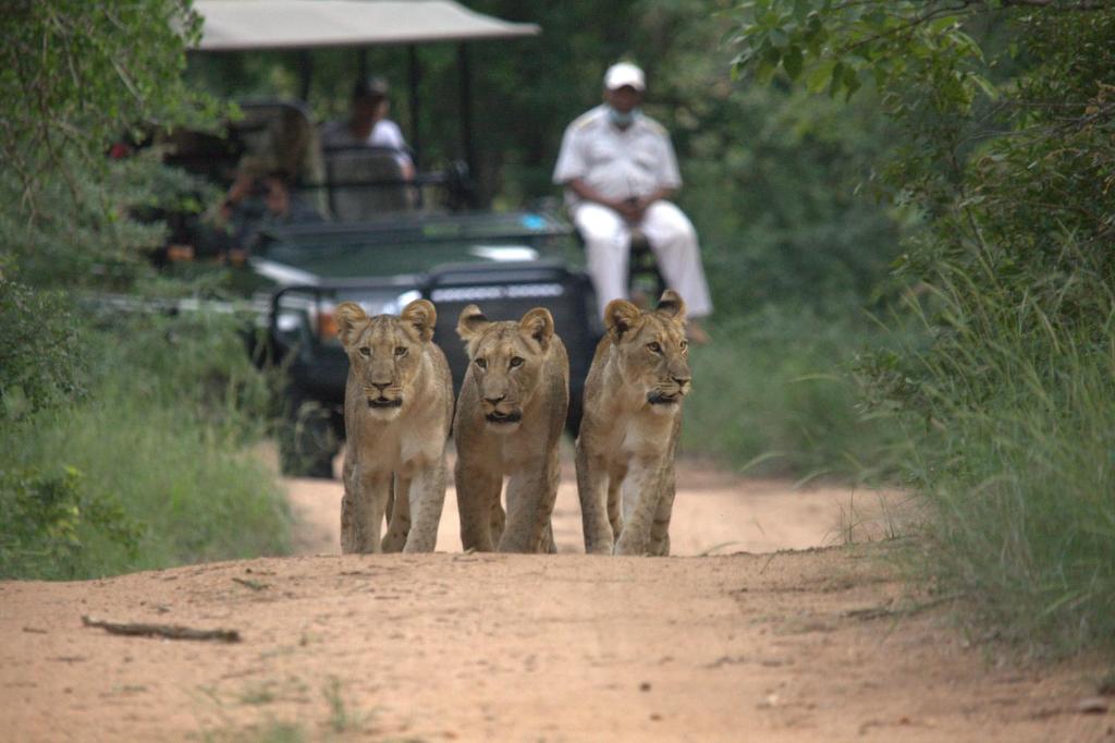 drie leeuwen lopen op een onverharde weg naast een jeep bij Karongwe- Shiduli Safari Lodge in Hoedspruit