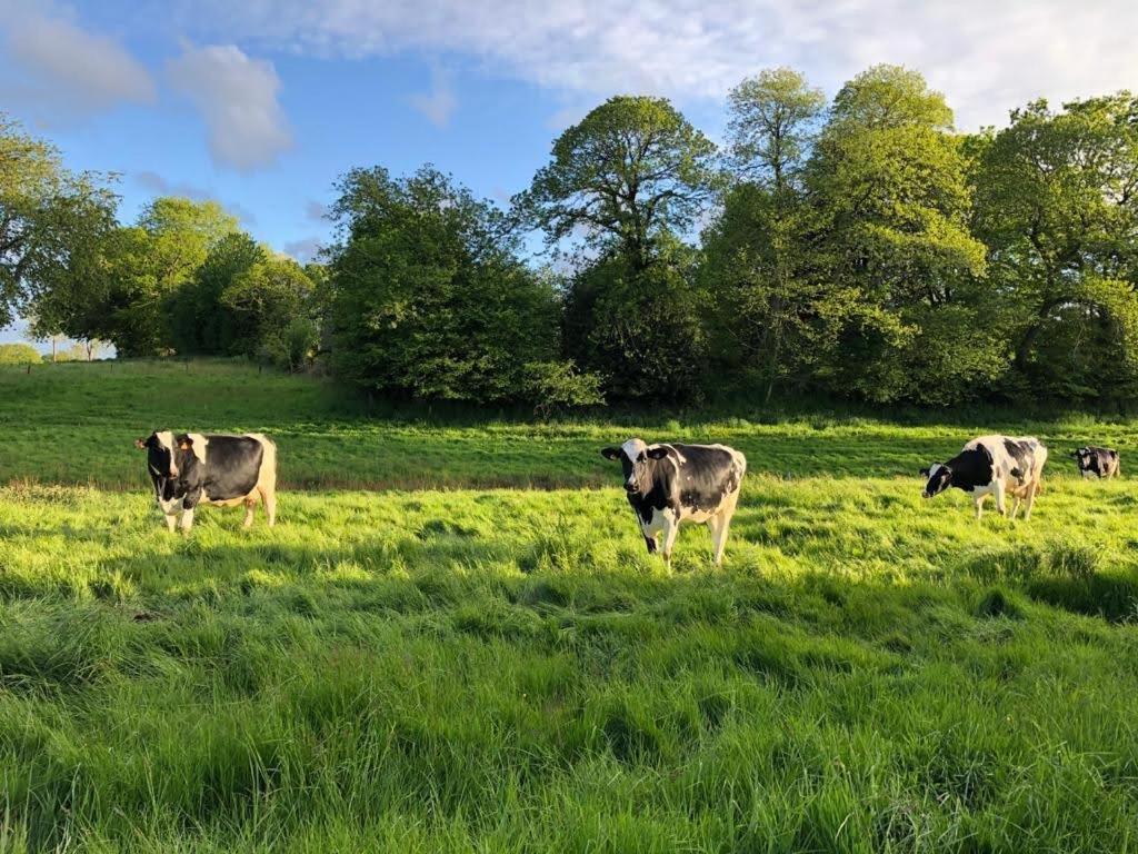 Le Manoir de la Beslière - Gîte et Chambres d'hôtes - 4