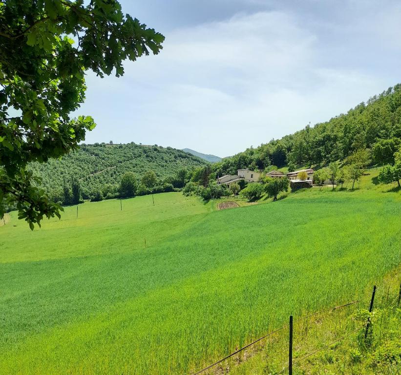 duże zielone pole z domem w oddali w obiekcie Agriturismo Casale Sant'Antonio w mieście Cascia