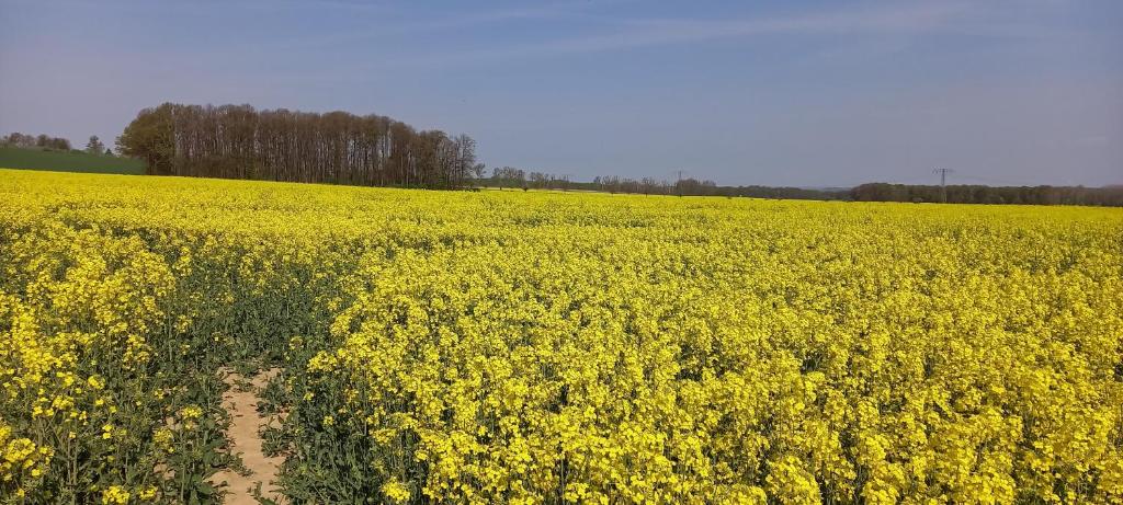 an aerial view of a field of yellow flowers at Ferienhof mit Bergblick in Löbau