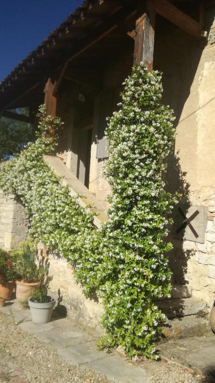 a ivy covered plant growing on the side of a building at La maison du pech in Monteils