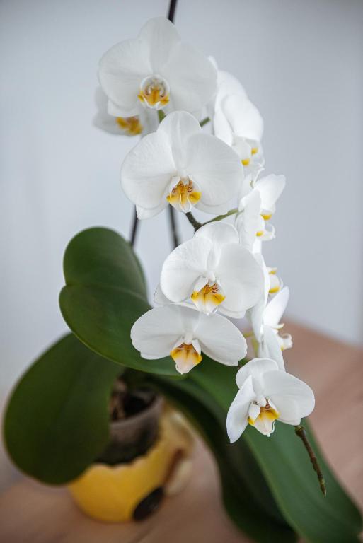 a bunch of white flowers in a vase at Polu-X in Vama Veche