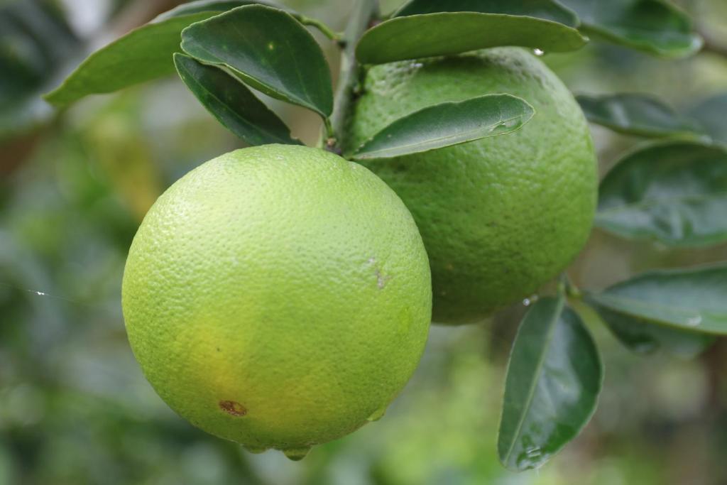 Nguyet Que Homestay & Tours - 9