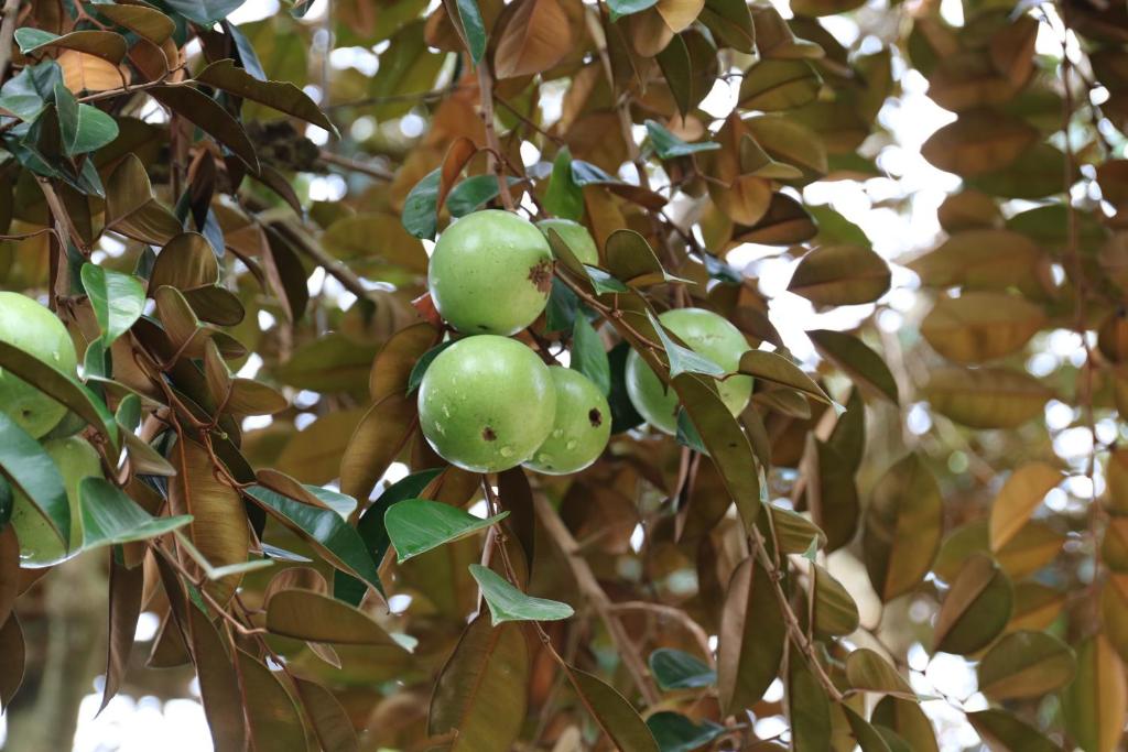 Nguyet Que Homestay & Tours - 8