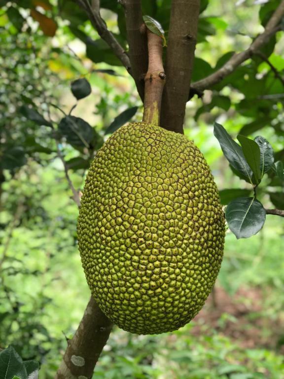 Nguyet Que Homestay & Tours - 6