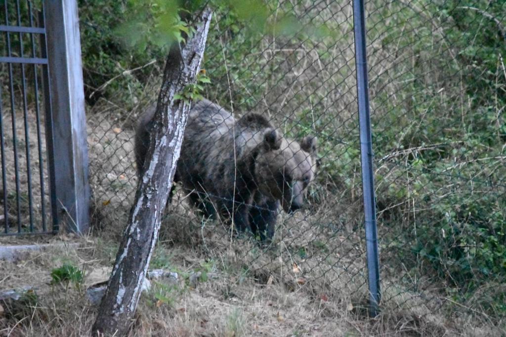 Zvieratá v dovolenkovom dome alebo blízkom okolí
