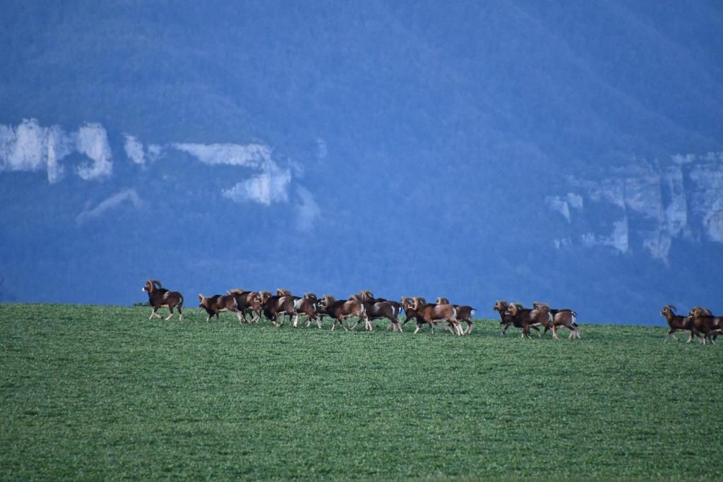 Zvieratá v dovolenkovom dome alebo blízkom okolí