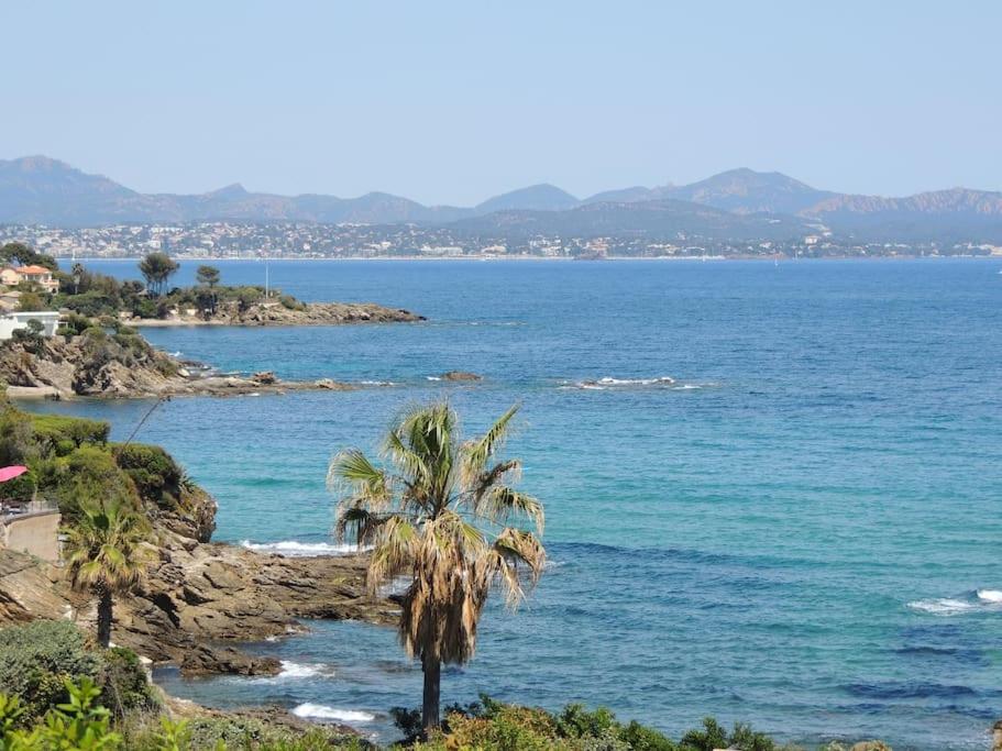 una palma sulla riva di una spiaggia di T3 Les Issambres vue mer. Vélos, paddles sur place a Les Issambres