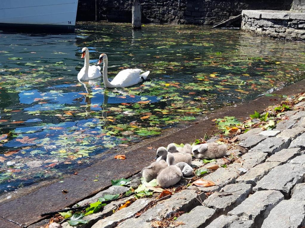 Piazza Grande House - Resim 26