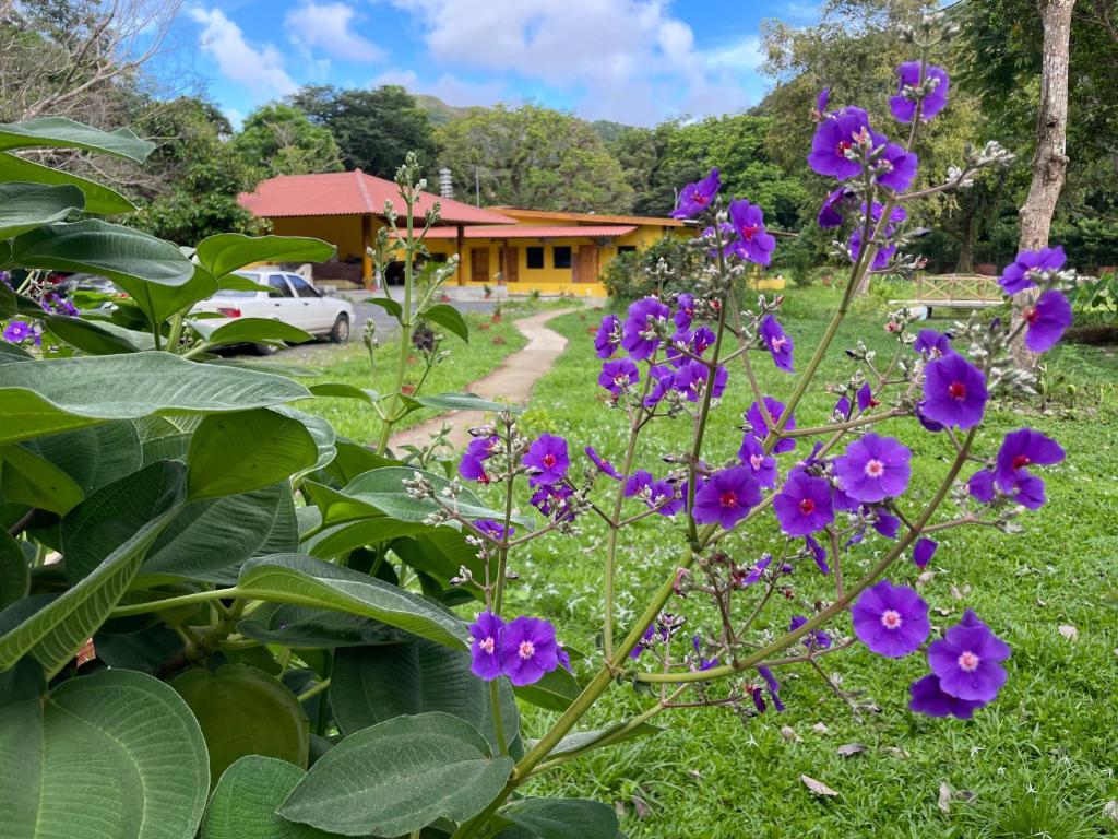 un jardín con flores púrpuras frente a una casa en El Valle Resort & Spa - Aguas Termales en El Valle de Antón