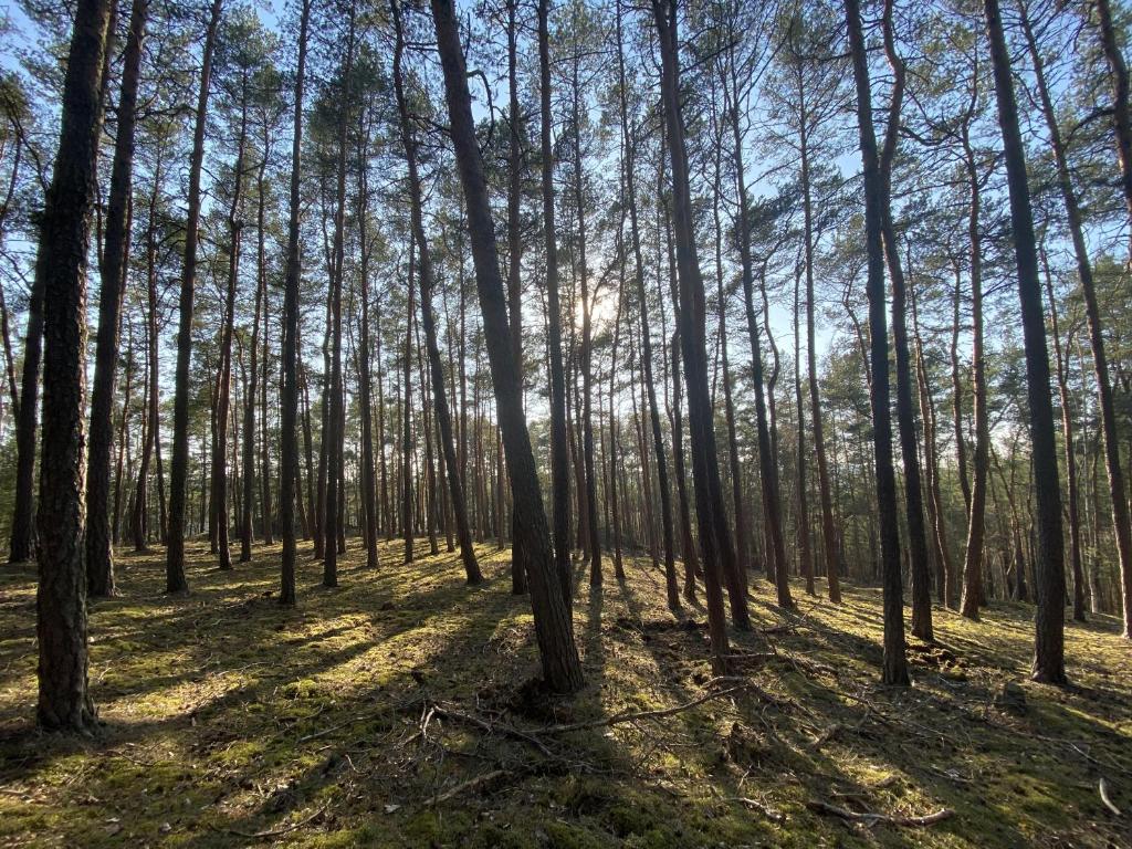 Příroda nedaleko vily