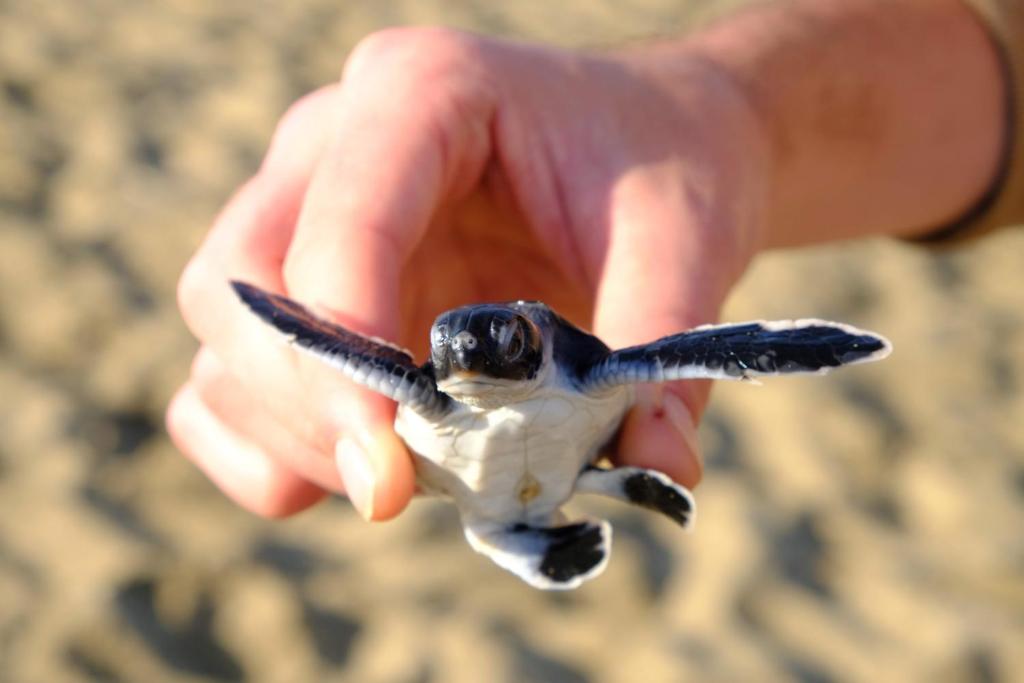 una persona sosteniendo una tortuga bebé en su mano en Java Turtle Lodge Meru Betiri, en Banyuwangi