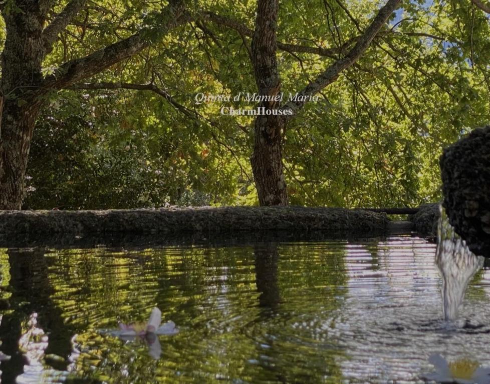 einen Teich mit einem Baum und einer weißen Blume im Wasser in der Unterkunft Quinta D`Manuel Maria- Rural Charm Houses in Amarante