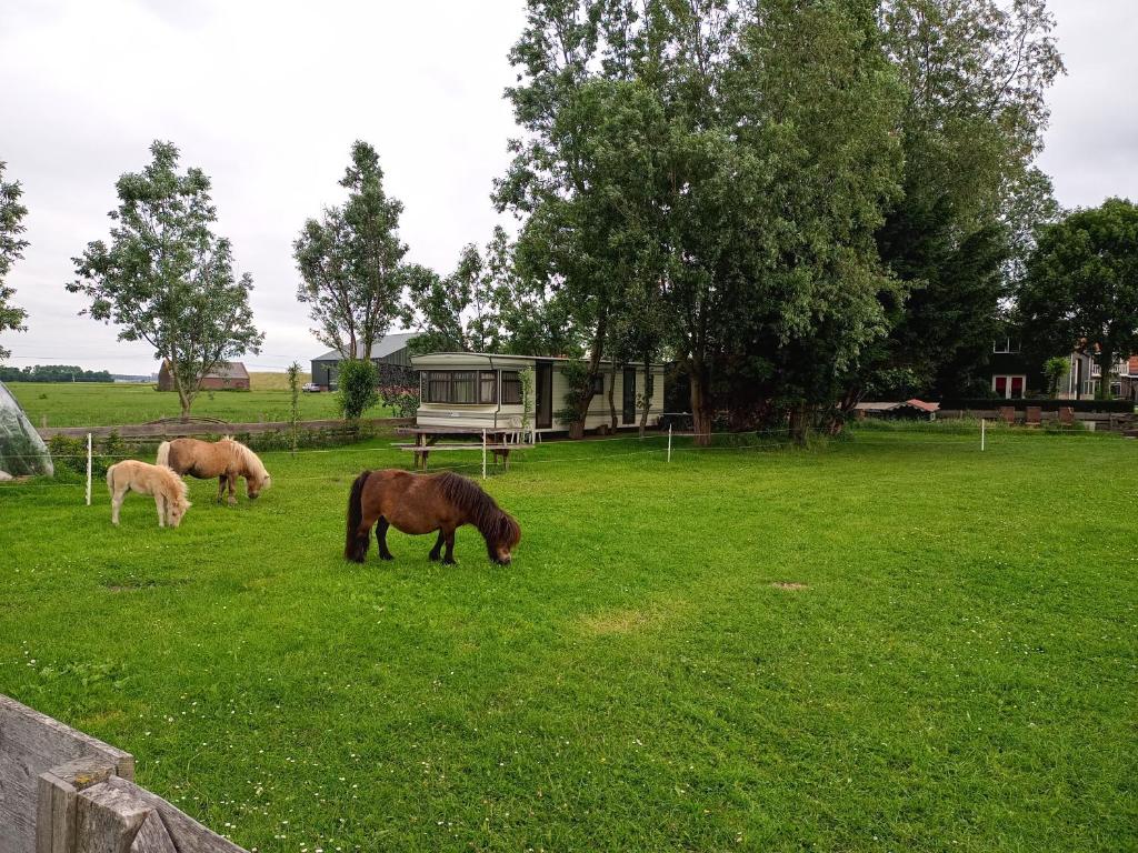 three horses grazing in a field of green grass at De Boerenskuur..chalet.. in Assendelft