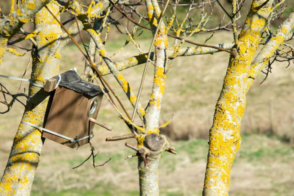 a bird house on the side of a tree at Spatzennest 