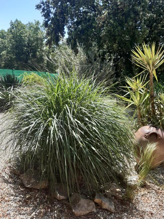 a garden with many different types of plants at Le calme de la garrigue in Russan