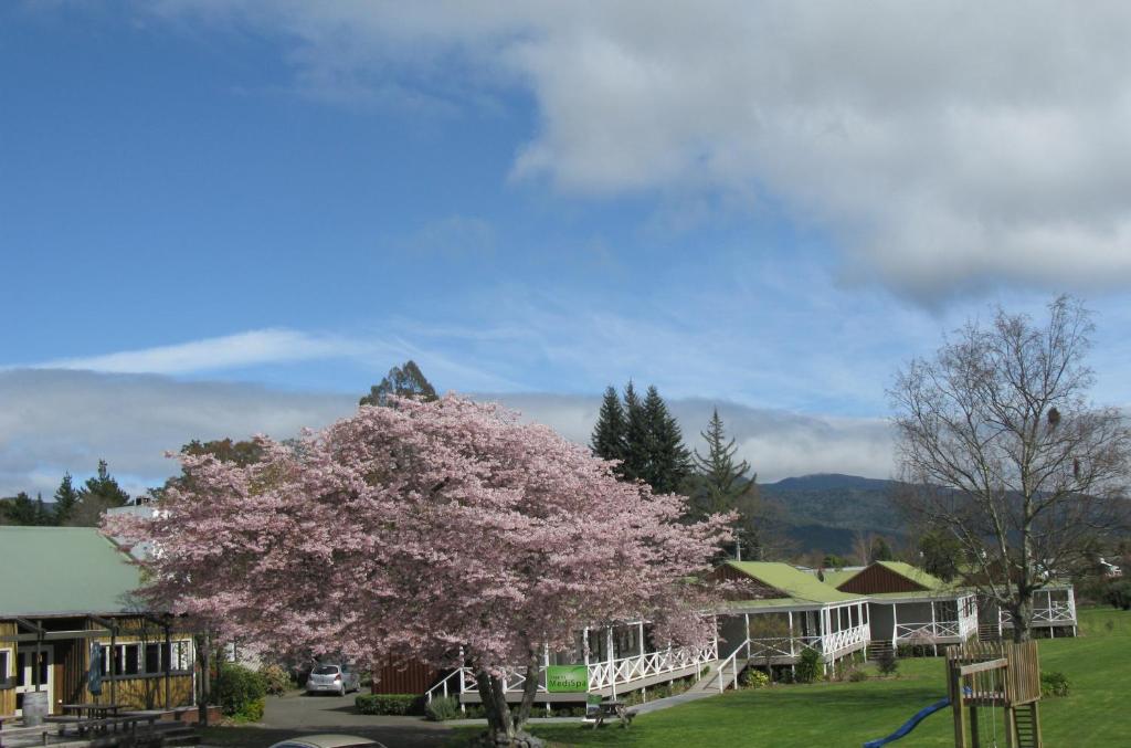 a tree with pink flowers on it in a yard at Turangi Bridge Motel in Turangi