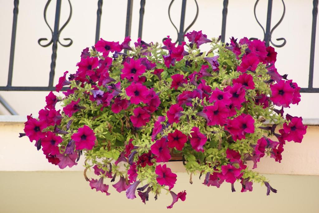 Ein Haufen rosa Blumen in einem hängenden Korb in der Unterkunft Andrianna Apartments in Ammoudia