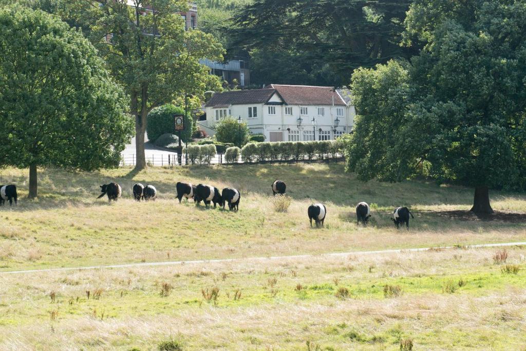 een kudde koeien die in een veld grazen bij Rose of York in Richmond upon Thames