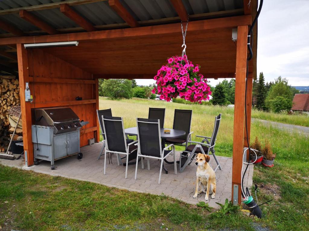 Domácí mazlíčci ubytovaní s hosty v ubytování Kutscherhaus