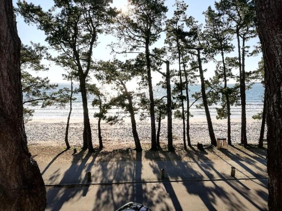 grupa drzew na piaszczystej plaży z oceanem w obiekcie FACE A LA MER w mieście Fouesnant