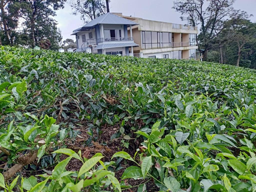 a house on top of a field of plants at The Nirvana Resort Munnar in Munnar