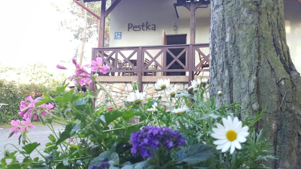 un jardin de fleurs devant un arbre dans l'établissement Pestka, à Jastarnia