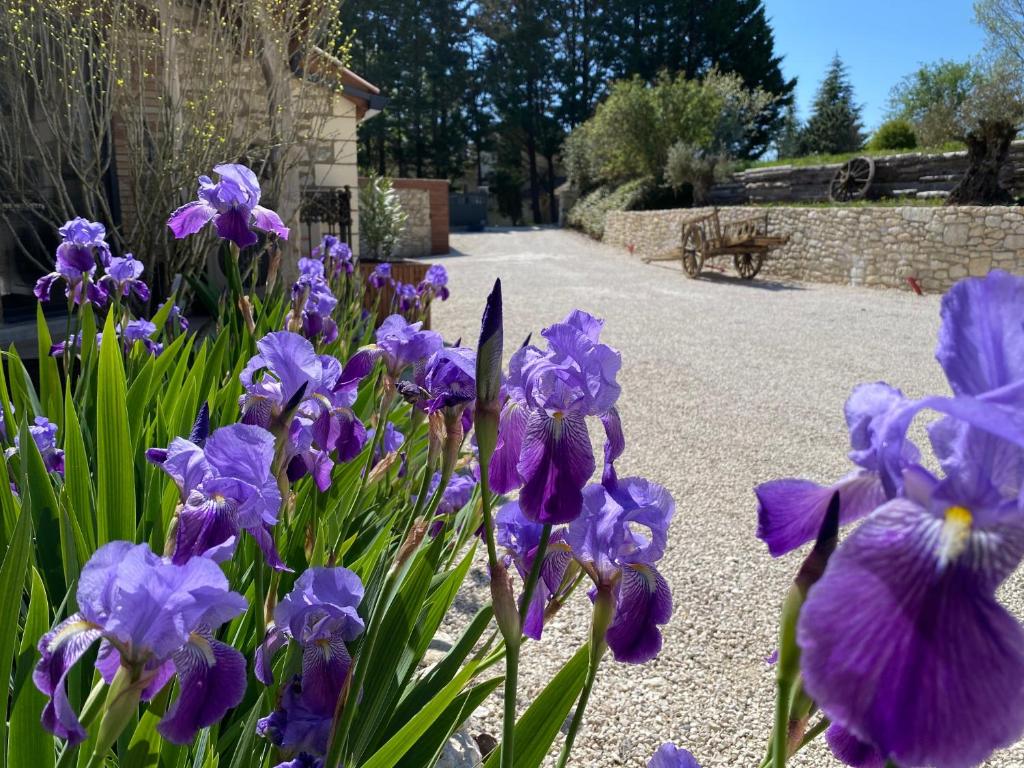 un montón de flores púrpuras en un jardín en Le Relais de Campagne en Tréjouls