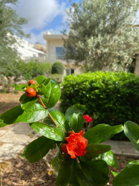 Zahrada ubytování Maltese Garden Villa