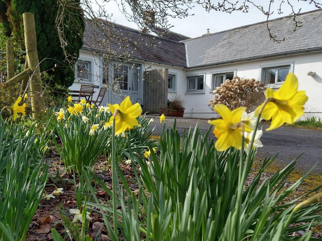 a garden of yellow flowers in front of a house at Dinefwr Cottage in Carmarthen