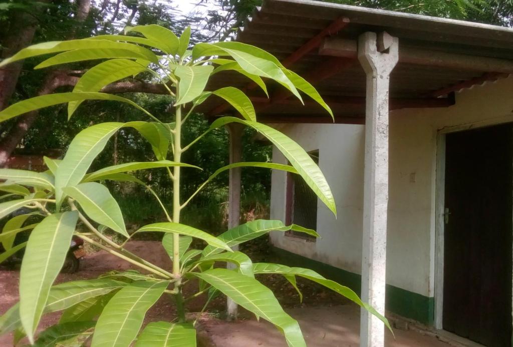 Summer Cottage